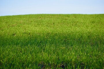 grass in the meadow in the spring in the countryside in the evening sun 