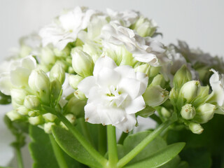 White flower kalanchoe and light background.