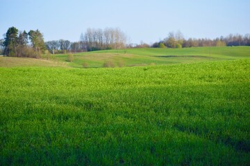 grass in the meadow in the spring in the countryside in the evening sun 
