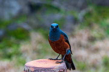 Obraz premium blue and red bird