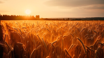 Background ripe golden wheat field with sunset, wide view. Concept agricultural industry. Generative AI
