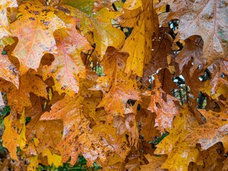 autumn leaves background