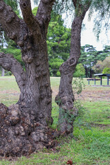 peppercorn tree in parkland