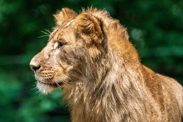 Fototapeta na wymiar Male Lion Wildlife Photo