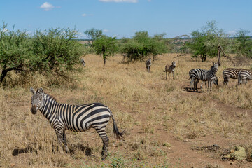 Fototapeta na wymiar Wild zebra in serengeti national park