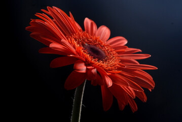 gerbera flower