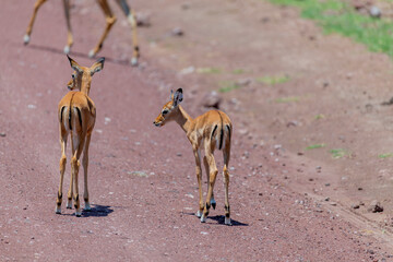 Wild Thomson's gazelles in the African savannah