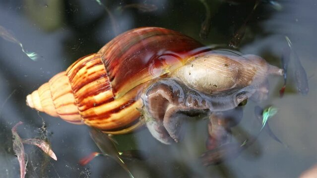 A dead snail floats in a water tank where little fish nibble on it, Thailand