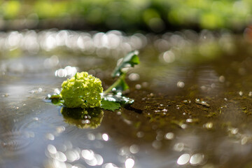 水面に浮かぶ花