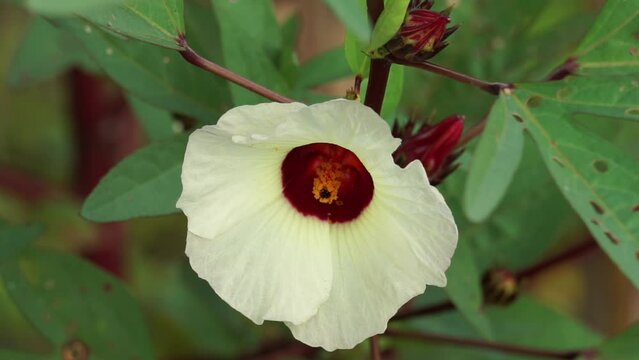 Rosella flower (also called roselle) with a natural background. Use as herbal drink and herbal medicine