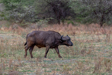 Wild buffalo in the savannah of Africa
