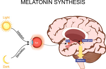 Melatonin and  Circadian rhythm regulation. Brain with pineal gland - obrazy, fototapety, plakaty