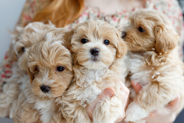Cute puppies of the Maltipoo breed are resting in the arms of a girl in a modern interior. Beloved pet in the natural atmosphere of a beautiful home.