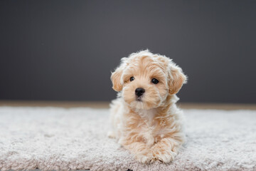Cute Maltipoo puppy is resting in a modern interior. Beloved pet in the natural atmosphere of a beautiful home.