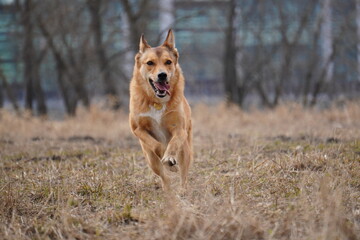 half - breed dog running coursing