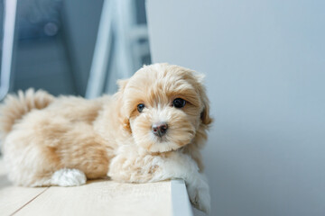 Cute Maltipoo puppy is resting in a modern interior. Beloved pet in the natural atmosphere of a...