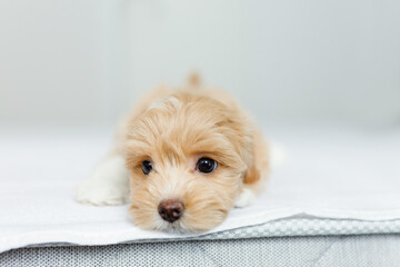 Cute Maltipoo puppy is resting in a modern interior. Beloved pet in the natural atmosphere of a...