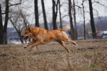 half - breed dog running coursing