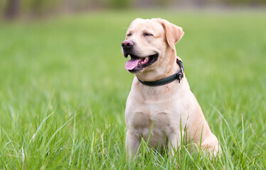 Labrador retriever dog sitting in the green grass