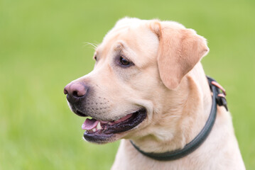 Closeup photo of a Labrador retriever dog head - 594982365