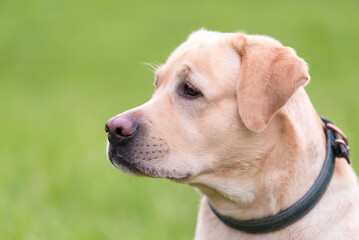 Closeup photo of a Labrador retriever dog head - 594982366