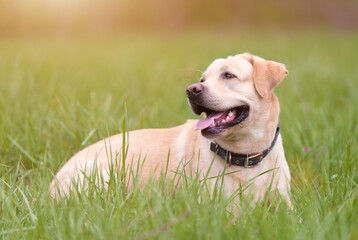 Labrador retriever dog resting in the green grass - 594982368