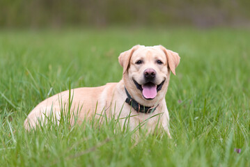 Labrador retriever dog resting in the green grass - 594982372