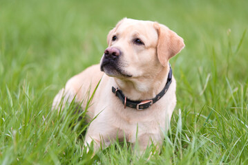 Labrador retriever dog resting in the green grass - 594982376
