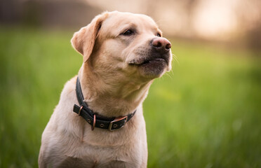 Closeup photo of a Labrador retriever dog head - 594982380