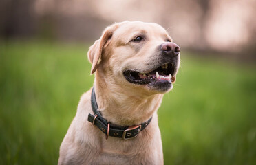Closeup photo of a Labrador retriever dog head - 594982385