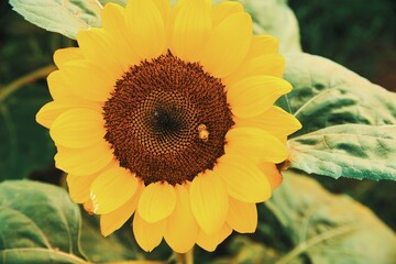 Naklejka premium 佐倉のひまわり