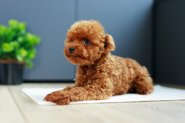 Cute Maltipoo puppy is resting in a modern interior. Beloved pet in the natural atmosphere of a beautiful home.