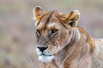 Wild lioness in the Serengeti National Park in the heart of Africa