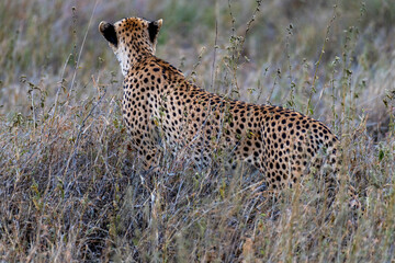 Wild cheetah in serengeti national park