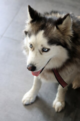 Alaskan Malamute dog with blue eyes and tongue out. Close up portrait of grey furry dog. Pet care concept. 