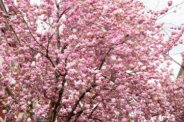 Cherry tree branch at cherryblossom in Bonn