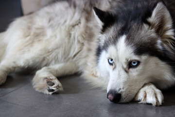 Alaskan Malamute, close-up portrait, selective focus. Cute fury dog at home. Happy pet concept. 