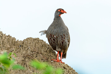 Rotkehlfrankolin (Francolinus afer), Queen Elizabeth Nationalpark, Uganda, Afrika