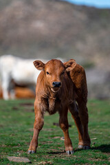 Obraz premium A cow in a pasture in the Sierra Nevada mountains in Spain.
