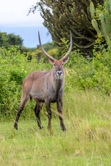 Defassa-Wasserbock (Kobus defassa), Queen Elizabeth Nationalpark, Uganda, Afrika