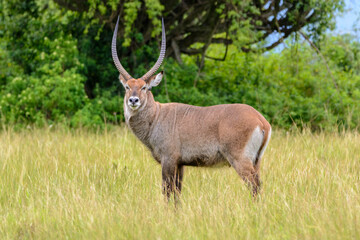 Naklejka na ściany i meble Defassa-Wasserbock (Kobus defassa), Queen Elizabeth Nationalpark, Uganda, Afrika