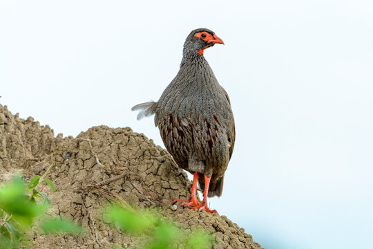 Rotkehlfrankolin (Francolinus afer), Queen Elizabeth Nationalpark, Uganda, Afrika
