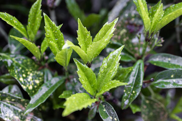 a sprout in the rain