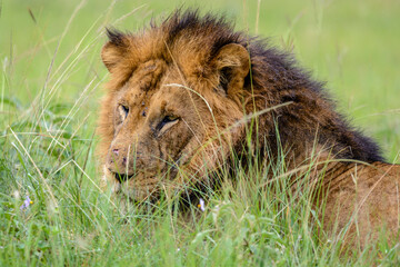 Löwe (Panthera leo), Queen Elizabeth Nationalpark, Uganda, Afrika