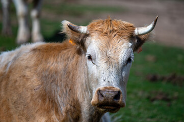 A cow in a pasture in the Sierra Nevada mountains in Spain.