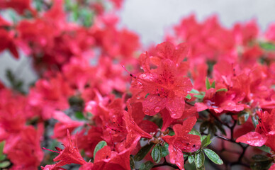 an azalea in rain