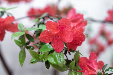 an azalea in rain