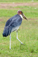 Marabu (Leptoptilos crumeniferus), Queen Elizabeth Nationalpark, Uganda, Afrika