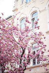 Cherry tree branch at cherryblossom in Bonn - 594984969