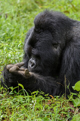 Silberrücken, Berggorilla (Gorilla beringei beringei), Nyakagezi Gorilla Gruppe, Mgahinga-Gorilla-Nationalpark, Virunga Vulkane, Kisoro, Uganda, Afrika